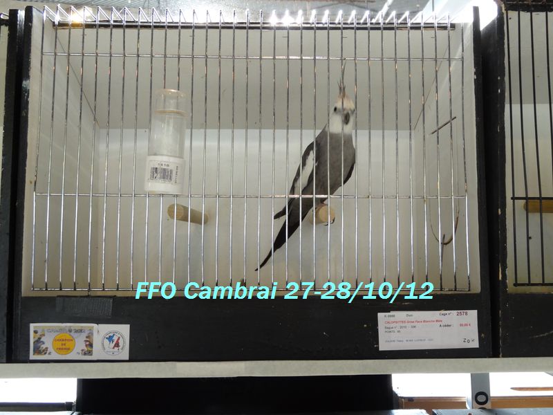 championnat de france FFO 2012 à Cambrai - Page 33 FFO 2012 DSC00750